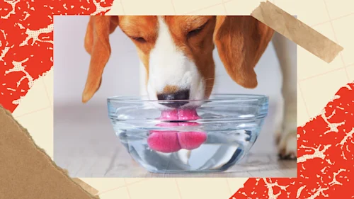 Why Are My Dogs Drinking So Much Water