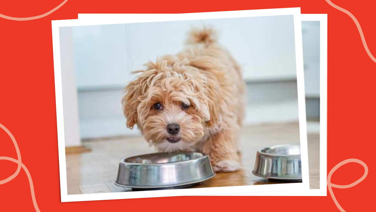 Can Small Dogs Eat Raw Meat