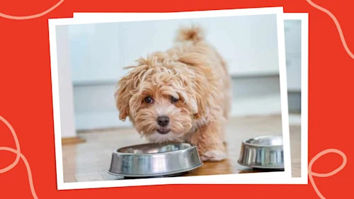 Can Small Dogs Eat Raw Meat