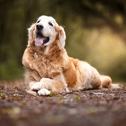 Senior Dog