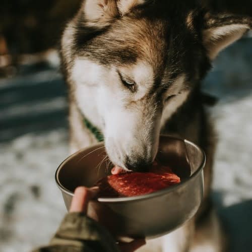 huskey licking meat metal bowl outside