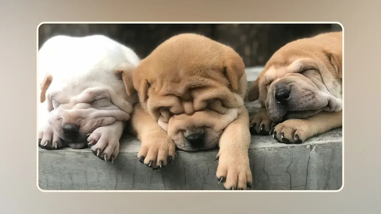 Dog Food for Large Breed Puppies With Sensitive Stomachs