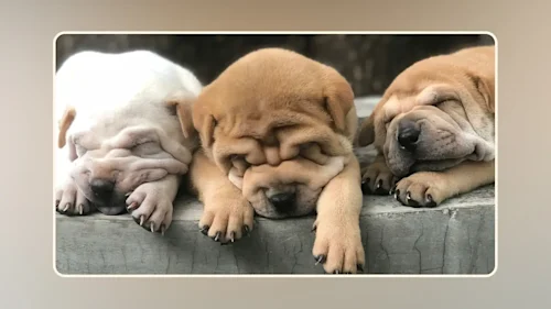 Dog Food for Large Breed Puppies With Sensitive Stomachs