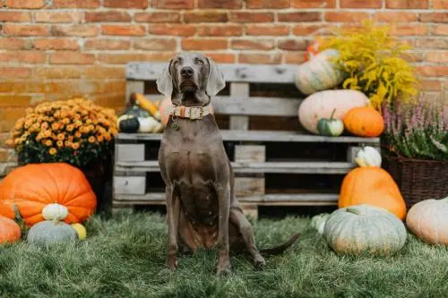 Weimaraner with pumpkins