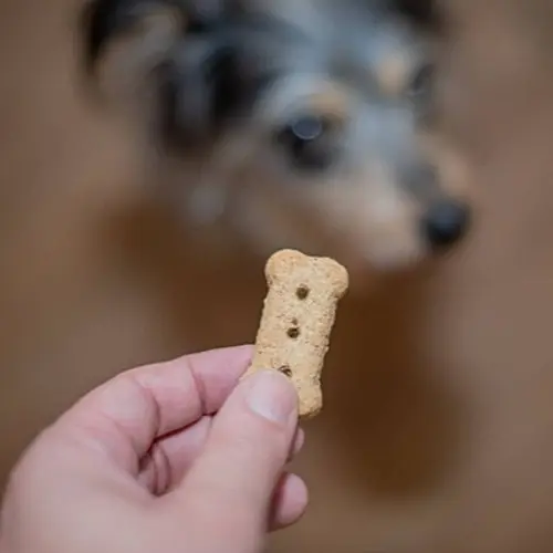 pngtree-blurred-dog-face-in-background-as-hand-offers-treat-photo-image 33673316