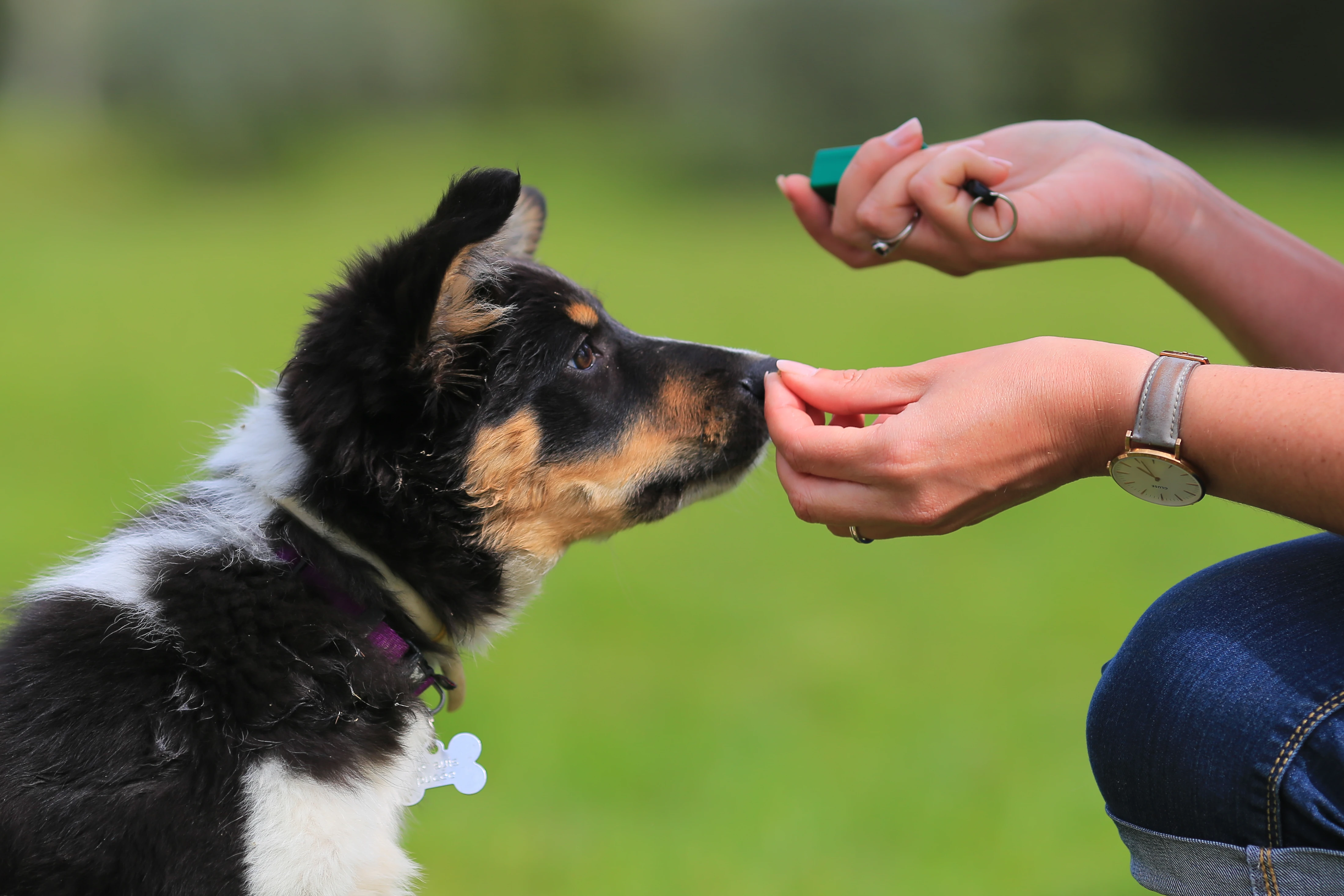 Sit is one of the most important dog commands