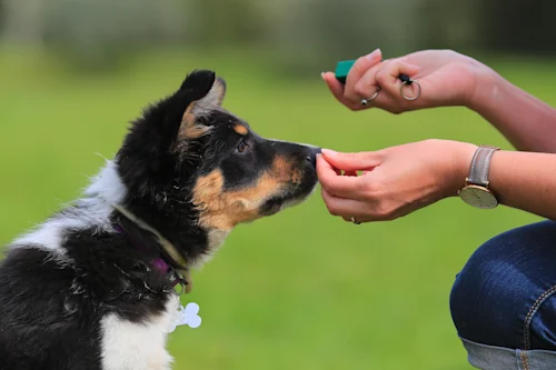 Sit is one of the most important dog commands
