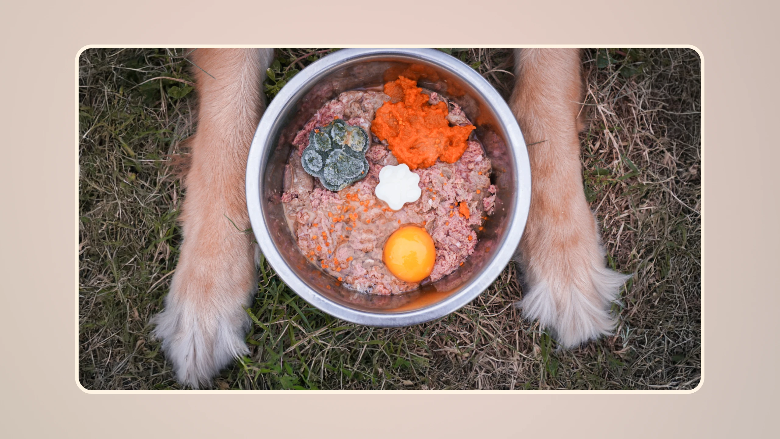Can Dogs Eat Raw Eggs v1