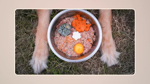 Can Dogs Eat Raw Eggs v1