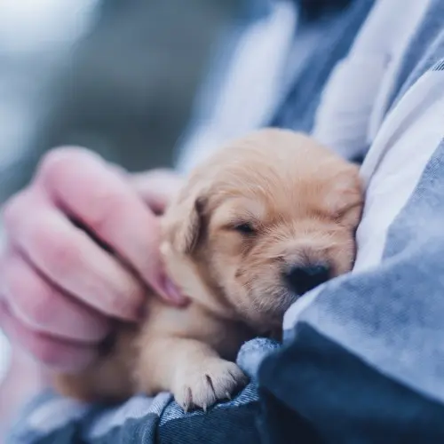 Puppy