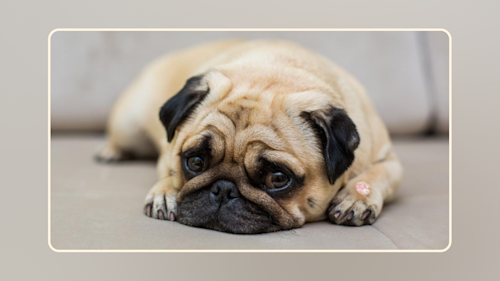 How To Treat a Hot Spot on a Dog