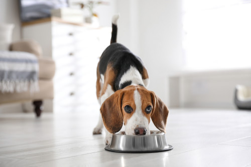 Beagle eating from stainless steel food bowl