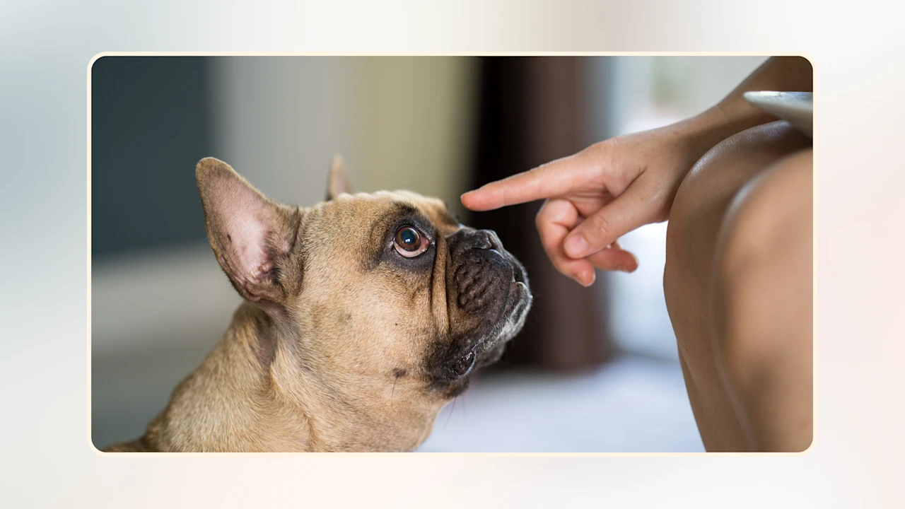 20 Foods Harmful to Dogs v1