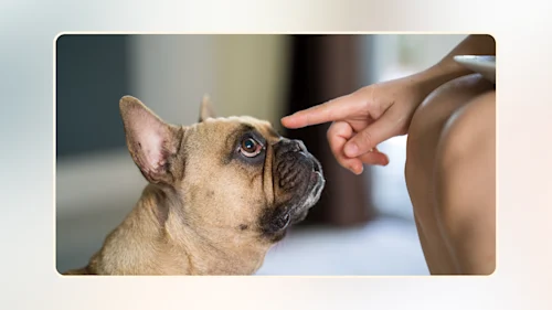 20 Foods Harmful to Dogs v1