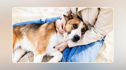 Hero The Best Food for a Dog with Diarrhea v1