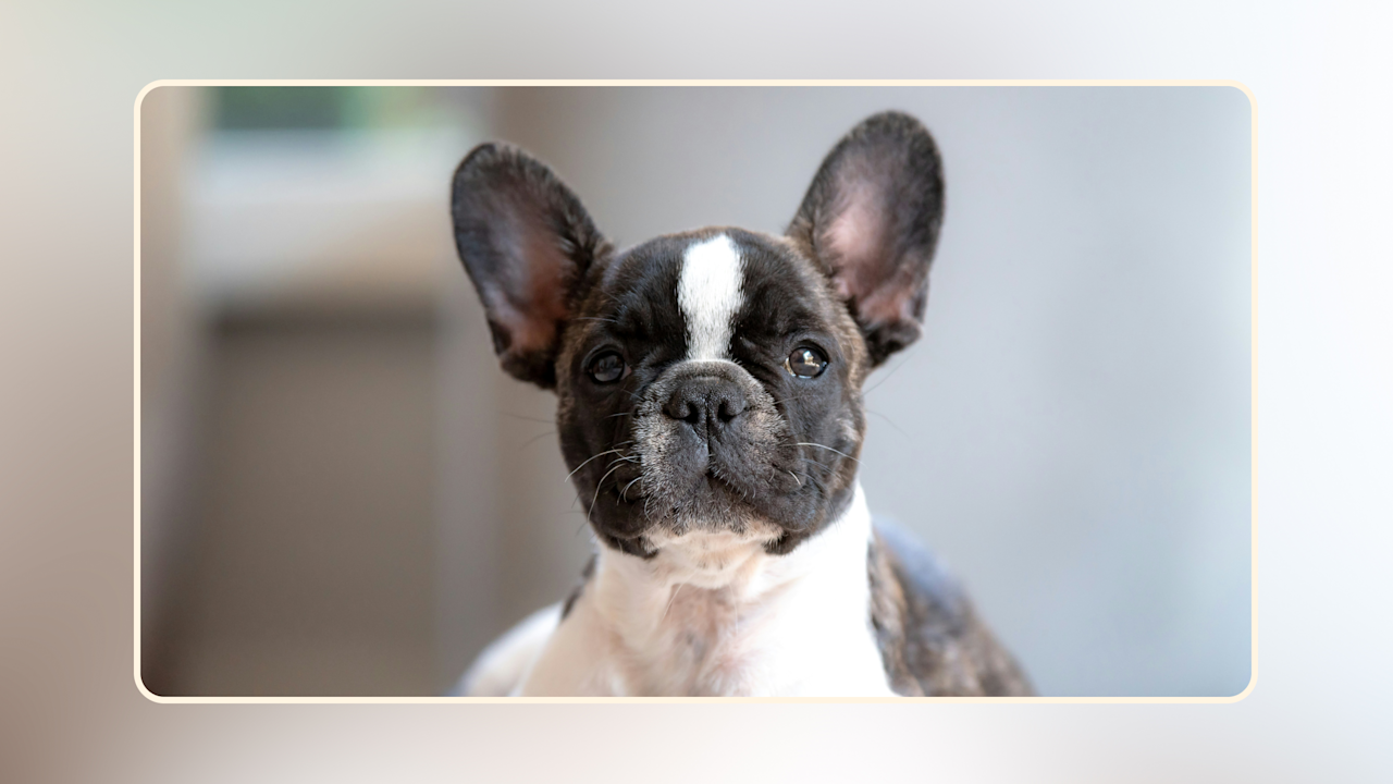 Hero Ultimate Bulldog Puppy v2