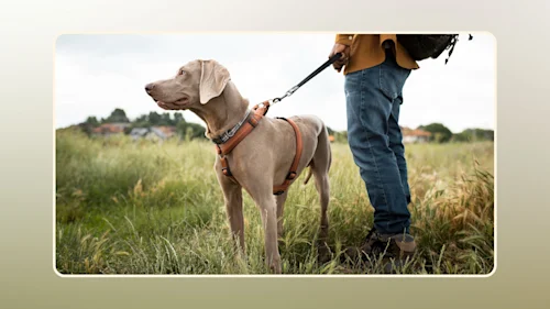 Feeding Raw On The Go With Freeze-Dried Raw v2