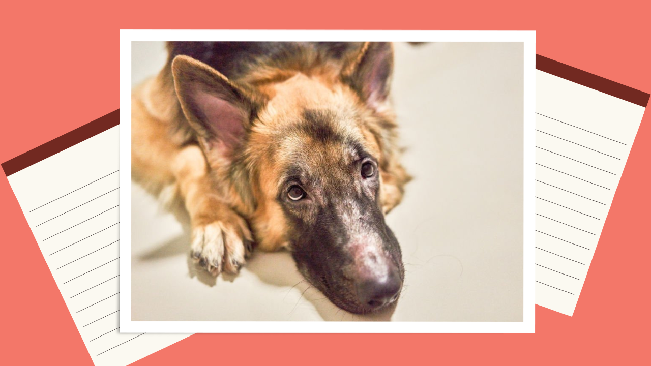  The Ultimate Guide to Feeding Dogs with Skin Allergies