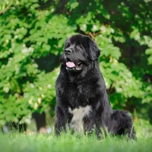 Newfoundland