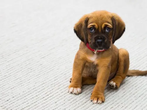 Brown puppy