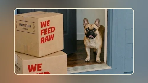 Blog Frenchie