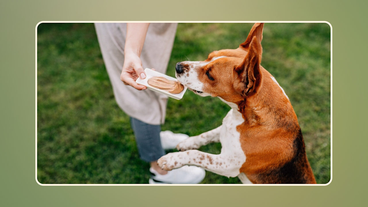 Hero How Much Peanut Butter Is Safe for Dogs v2