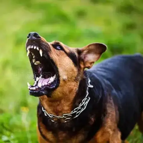 Angry dog