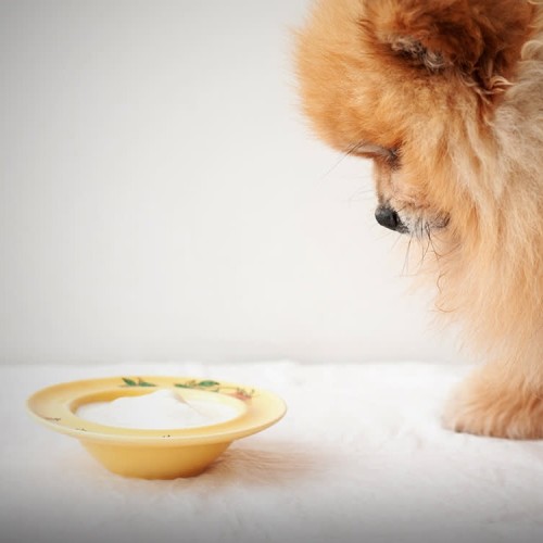 Pomeranian raw diet best sale