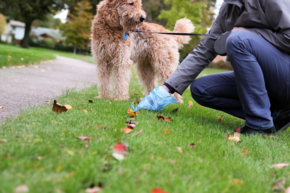 how long after feeding does a dog poop