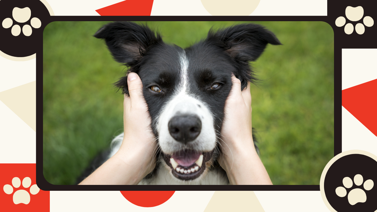  What Is the Best Food for Dogs With Bad Teeth