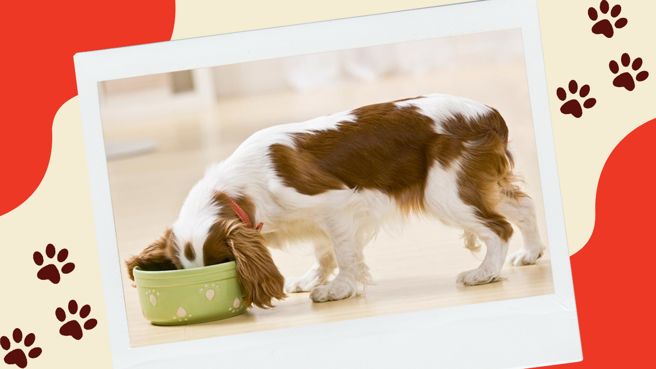 My Dog Seems Hungrier on a Raw Diet...Why