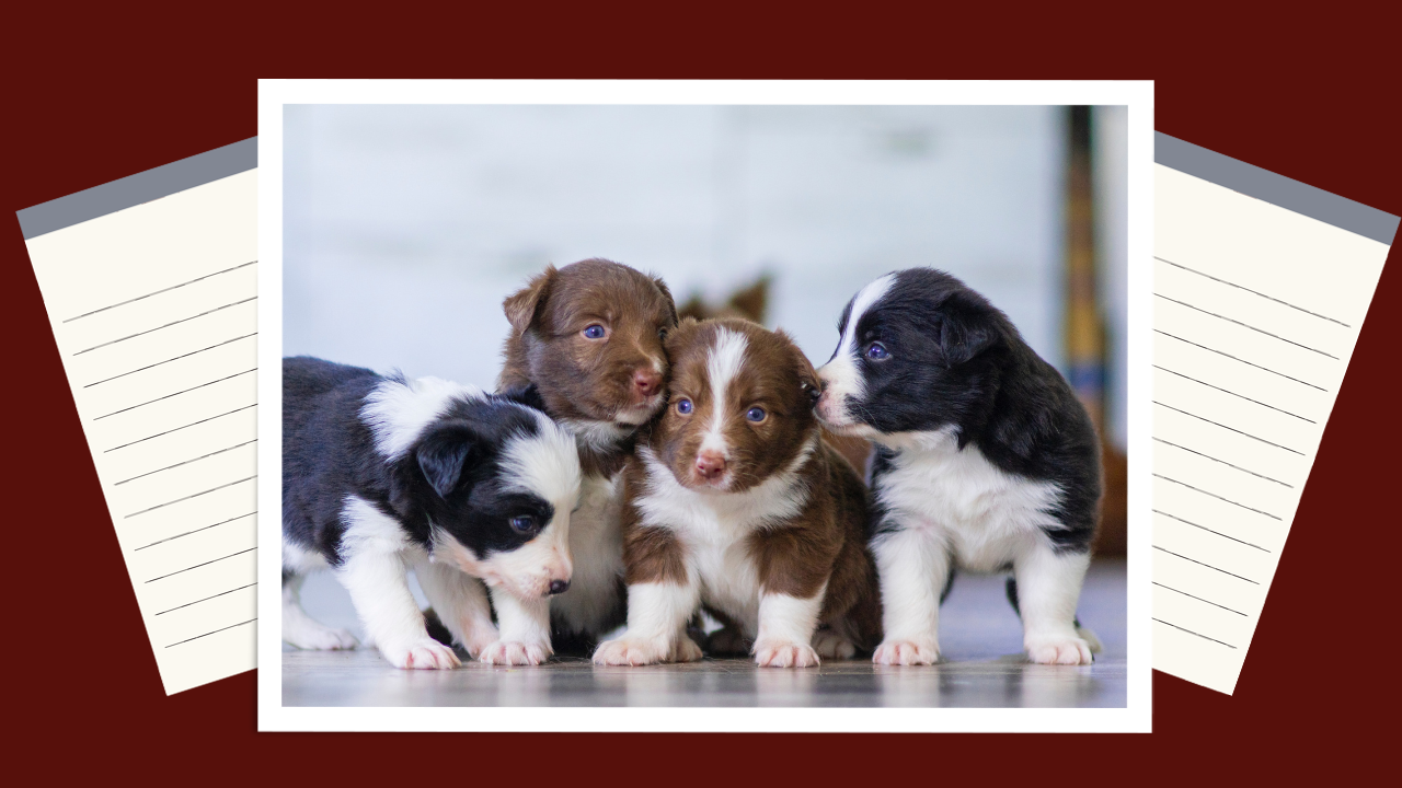 Puppies