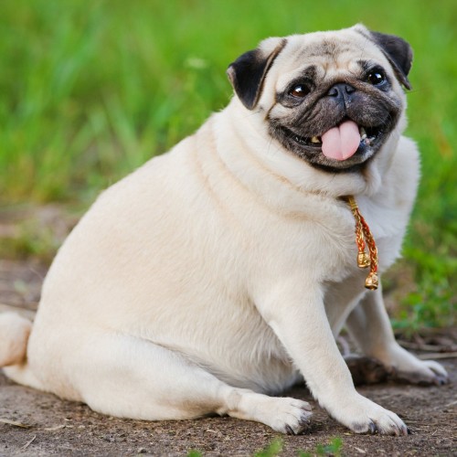 Overweight Pug