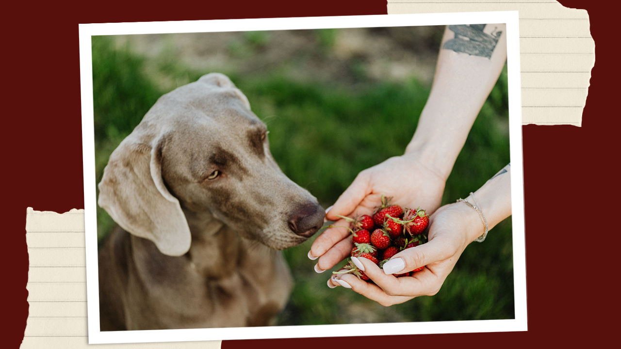 Can Dogs Eat Strawberries 2