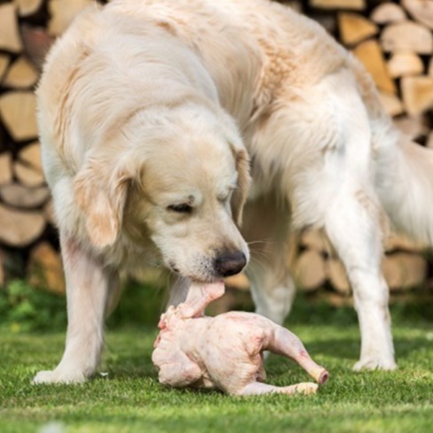 Can Dogs Eat Raw Chicken? Get The Facts | We Feed Raw