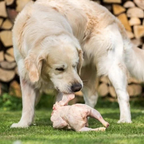 can-dogs-eat-raw-chicken-and-bones