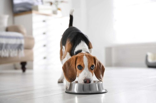 Beagle Eating on Dog Bowl