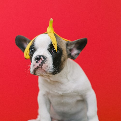 Can Dogs Eat Bananas Decoding Your Canine s Diet