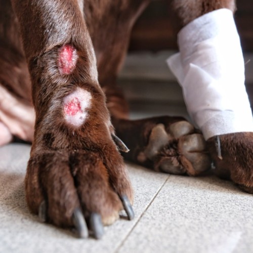 Dog has hot 2025 spot on leg