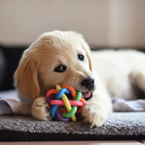 Puppy and Toy