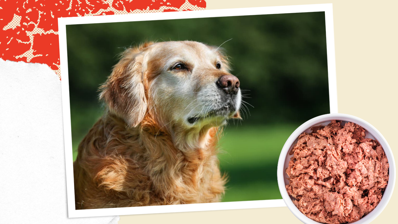 Guide on Switching to a Raw Diet for Senior Dogs