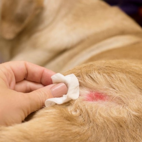 Home treatment for clearance hot spot on dog