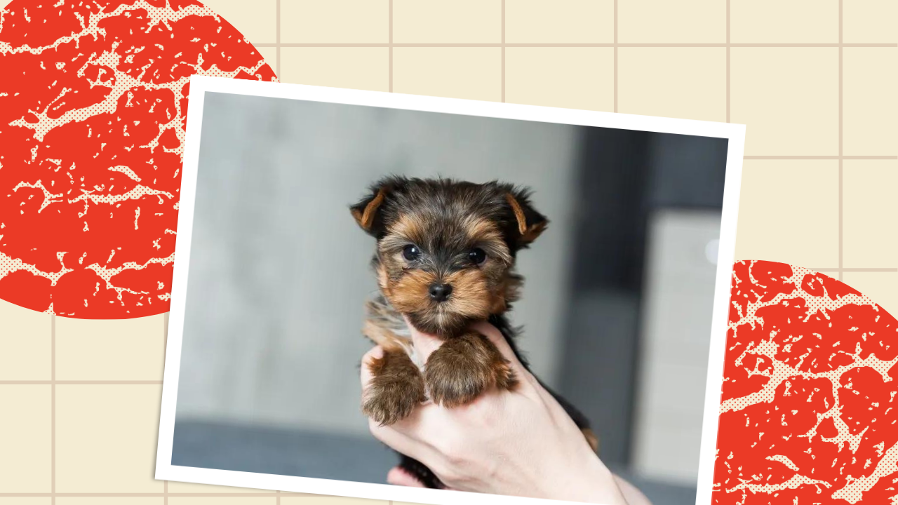 1 Small Dog Breeds