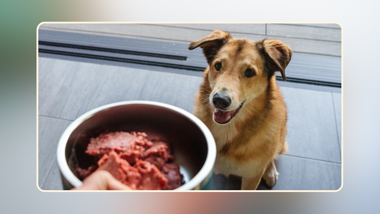 How Often Should You Feed Your Dog A Guide to Getting it Right