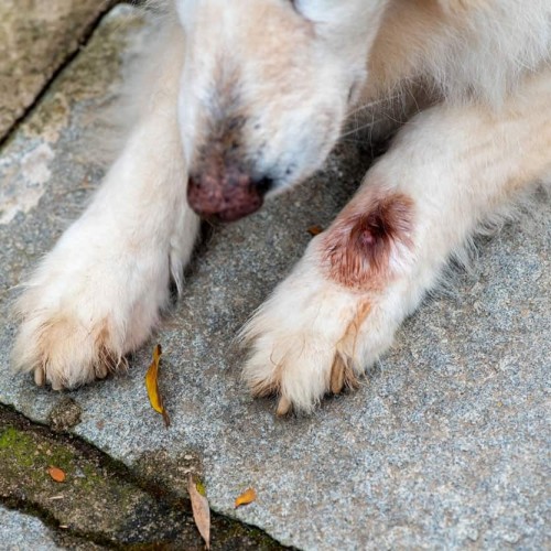 How To Treat a Hot Spot on a Dog We Feed Raw