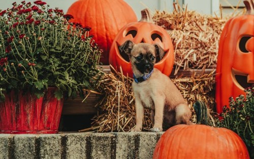 Puppy with pumpkins