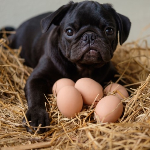 Pug with Eggs