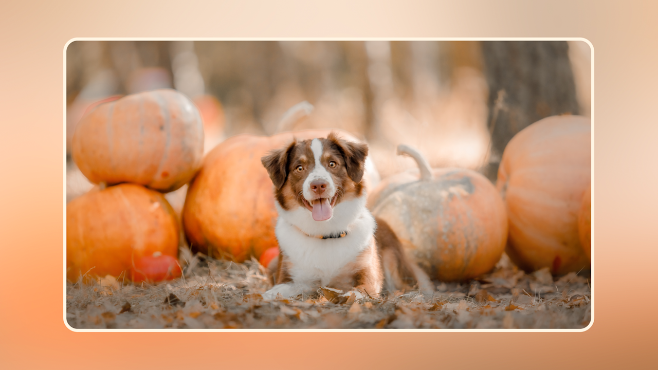 Hero Pumpkin for Dogs v1