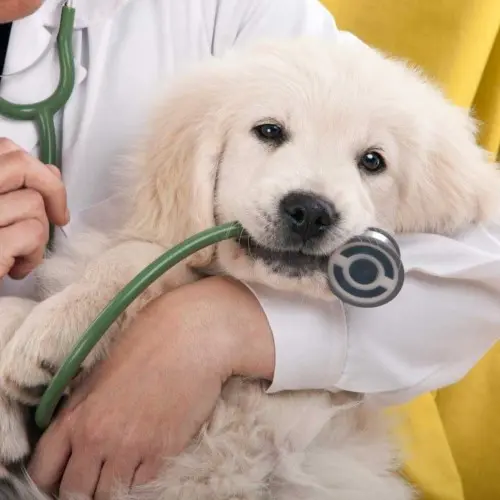 White Labrador Puppy