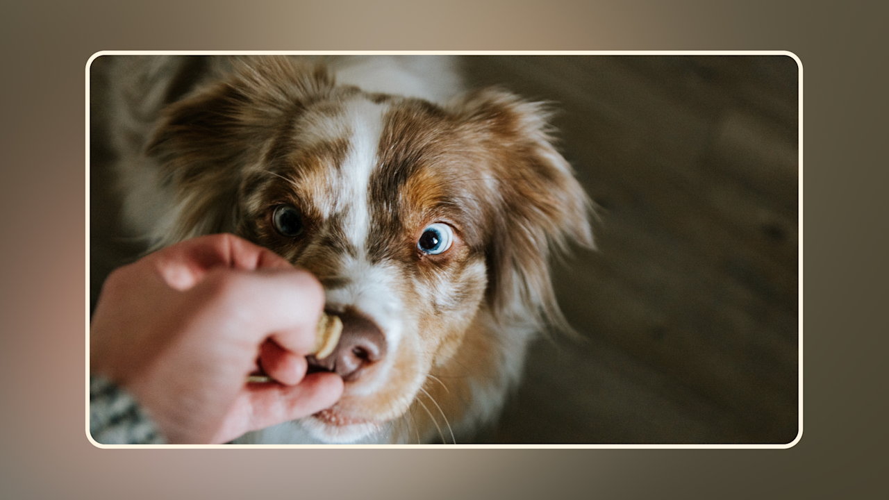 Hero Can Dogs Eat Pecan v2